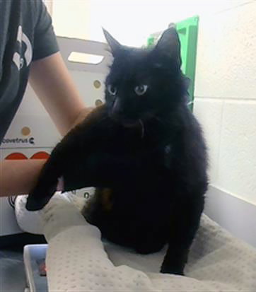COUNT SCRATCHULA, an adoptable Domestic Short Hair in Nashville, TN