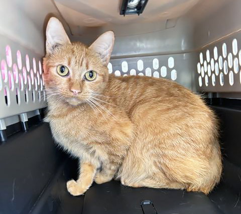 ESPRESSO, an adoptable Domestic Short Hair in Nashville, TN