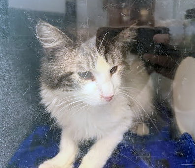 BOBERTO, an adoptable Domestic Medium Hair in Nashville, TN
