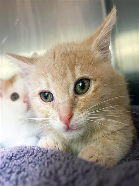 CHARD, an adoptable Domestic Short Hair in Nashville, TN