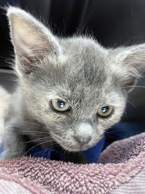 CABBAGE, an adoptable Domestic Short Hair in Nashville, TN