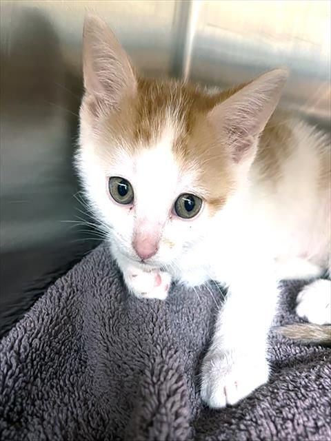 COLLARD, an adoptable Domestic Short Hair in Nashville, TN
