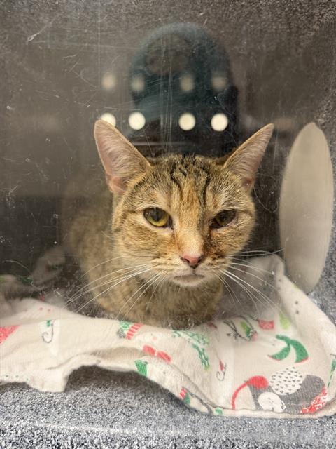 CAMPARI, an adoptable Domestic Short Hair in Nashville, TN