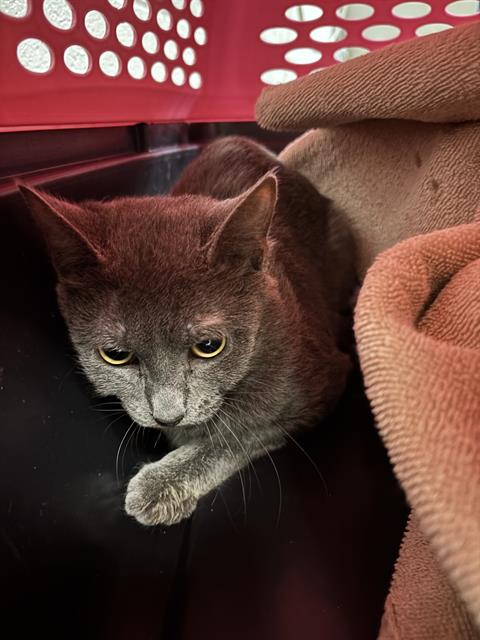 A452913, an adoptable Domestic Short Hair in Nashville, TN