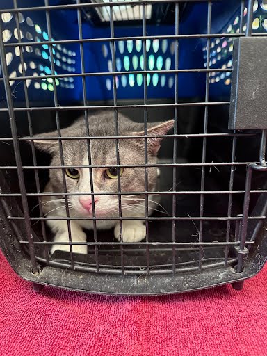 ALFRED, an adoptable Domestic Short Hair in Nashville, TN