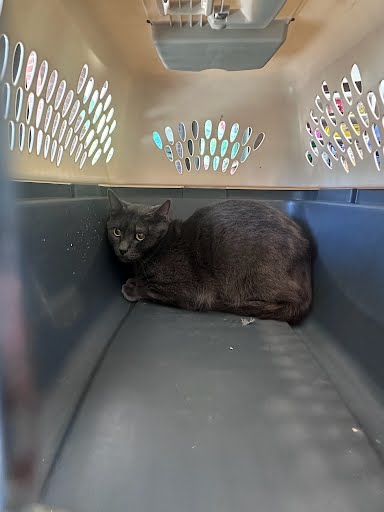 A453014, an adoptable Domestic Short Hair in Nashville, TN
