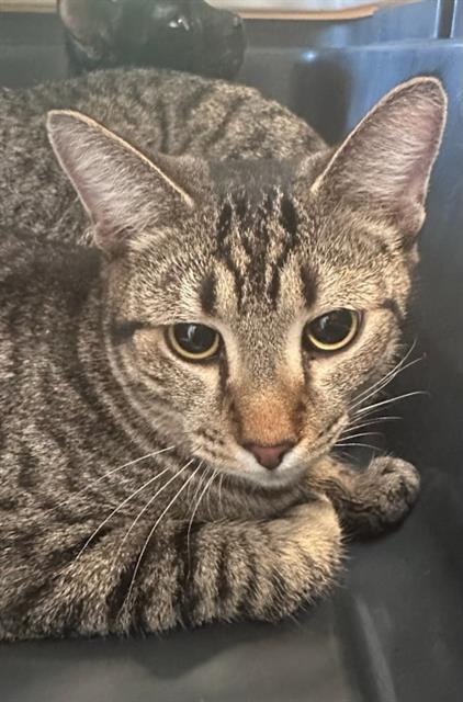 A453193, an adoptable Domestic Short Hair in Nashville, TN