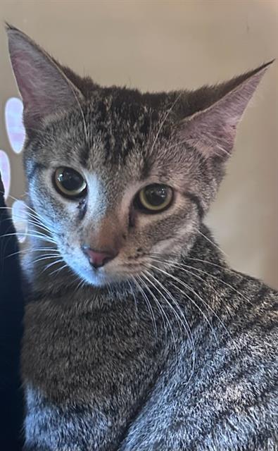 A453194, an adoptable Domestic Short Hair in Nashville, TN