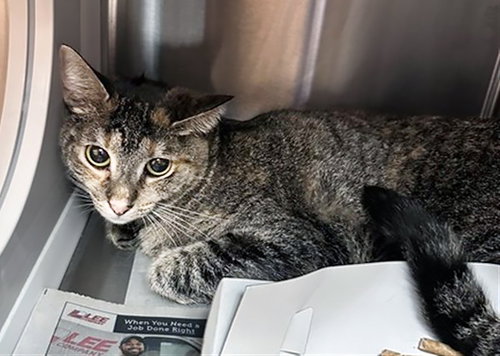 ROSIE, Adult Domestic Short Hair (medium coat), cat for adoption in Murfreesboro, Tennessee