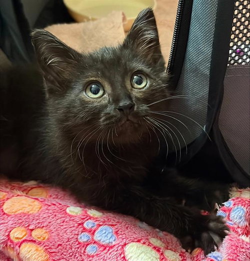 MR. WISP, Baby Domestic Short Hair (medium coat), cat for adoption in Clarksville, Tennessee