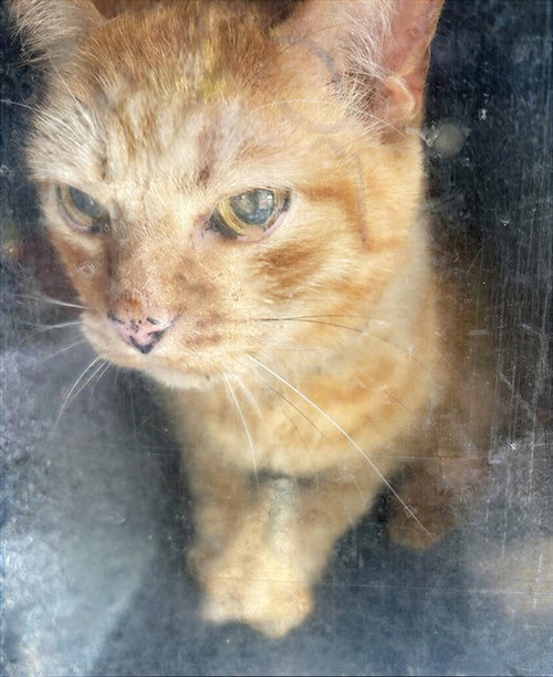 JACK, Senior Domestic Short Hair (medium coat), cat for adoption in Murfreesboro, Tennessee