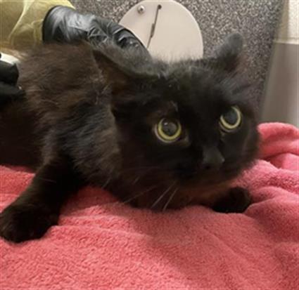 SISSY, Senior Domestic Short Hair (medium coat), cat for adoption in Clarksville, Tennessee