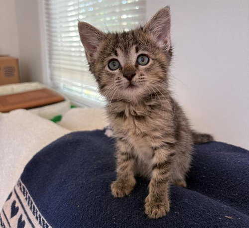 NOVA, Baby Domestic Short Hair (medium coat), cat for adoption in Clarksville, Tennessee