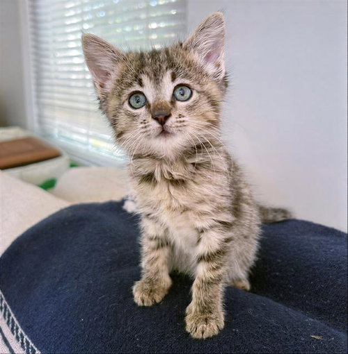 NOVA, Baby Domestic Short Hair (medium coat), cat for adoption in Murfreesboro, Tennessee