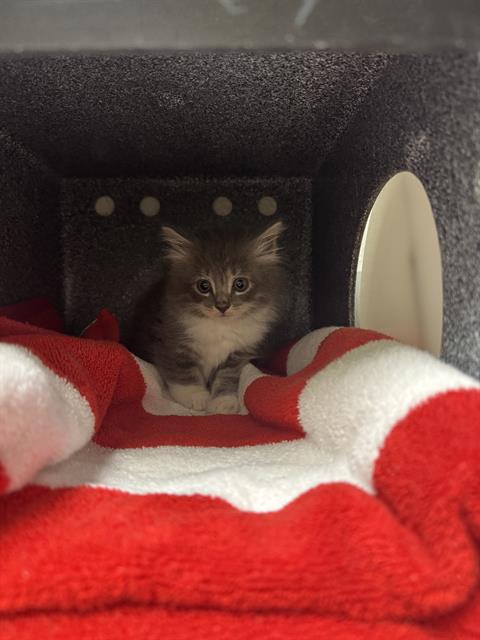 MABEL, Baby Domestic Medium Hair (medium coat), cat for adoption in Clarksville, Tennessee