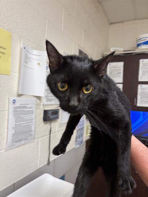 A453386, Adult Domestic Short Hair (medium coat), cat for adoption in Clarksville, Tennessee