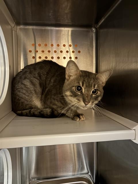 CATATONIC, Adult Domestic Short Hair (medium coat), cat for adoption in Clarksville, Tennessee