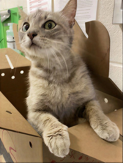 BIANCA DEL RIO, Adult Domestic Short Hair (medium coat), cat for adoption in Smyrna, Tennessee