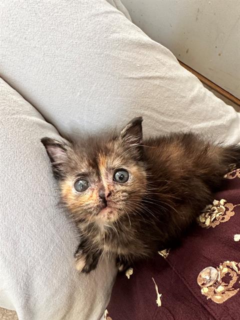CHLOE