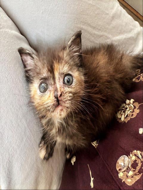 CHLOE, Baby Domestic Short Hair (medium coat), cat for adoption in Nashville, Tennessee