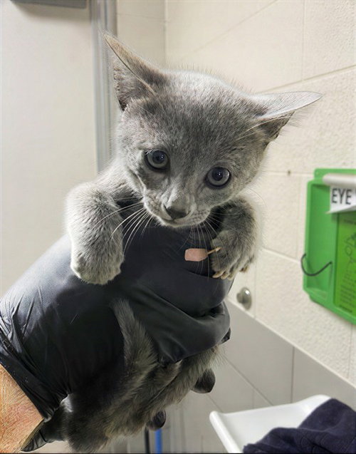 MEENY, Baby Domestic Short Hair (medium coat), cat for adoption in Nashville, Tennessee