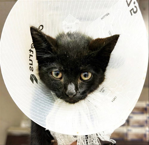 TARMAC, Baby Domestic Short Hair (medium coat), cat for adoption in Smyrna, Tennessee