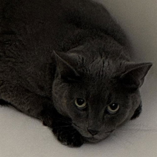 ONYX
