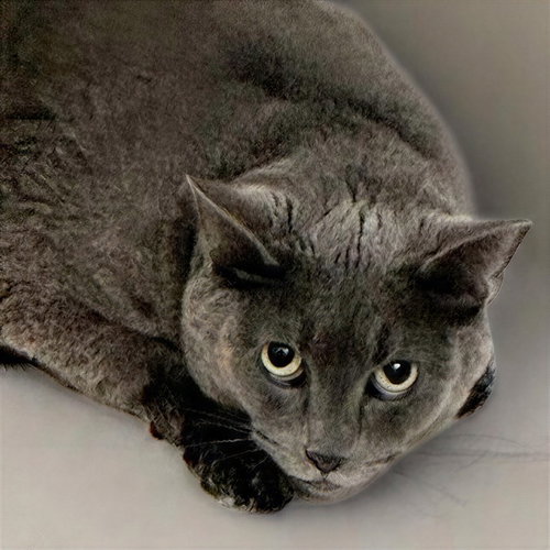 ONYX, Adult Domestic Short Hair (medium coat), cat for adoption in Smyrna, Tennessee