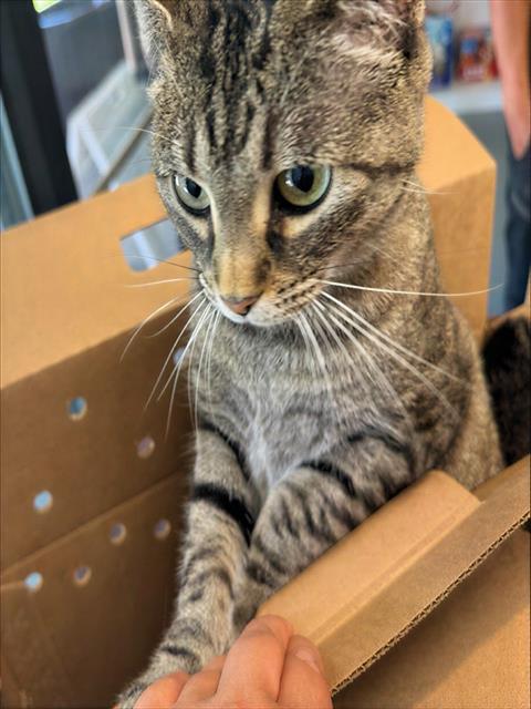 EMERALD, Adult Domestic Short Hair (medium coat), cat for adoption in Smyrna, Tennessee