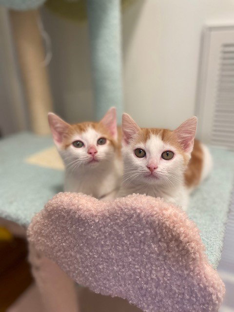 MISO, an adoptable Domestic Short Hair in Nashville, TN