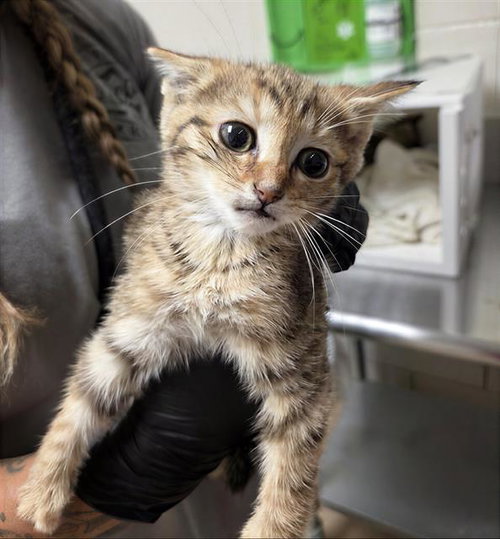 AURORA, Baby Domestic Short Hair (medium coat), cat for adoption in Murfreesboro, Tennessee