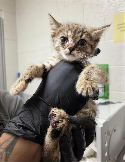CELESTE, Baby Domestic Short Hair (medium coat), cat for adoption in Murfreesboro, Tennessee