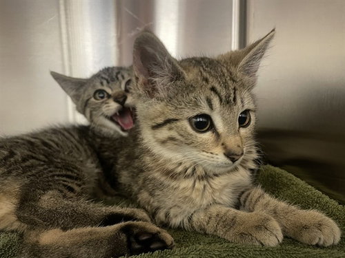 LIL