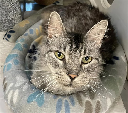 PAWSSANOVA, an adoptable Domestic Long Hair in Nashville, TN