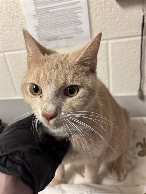 GABE, Young Domestic Short Hair (medium coat), cat for adoption in Brentwood, Tennessee