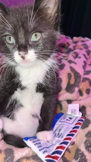 ROSIE, Baby Domestic Short Hair (medium coat), cat for adoption in Clarksville, Tennessee