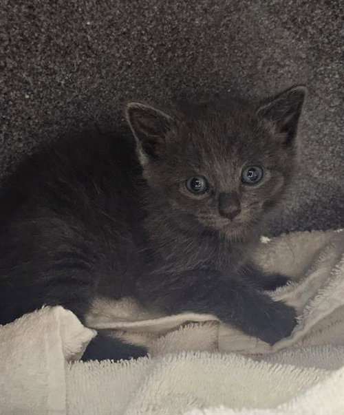 KILLIAN, Baby Domestic Short Hair (medium coat), cat for adoption in Clarksville, Tennessee
