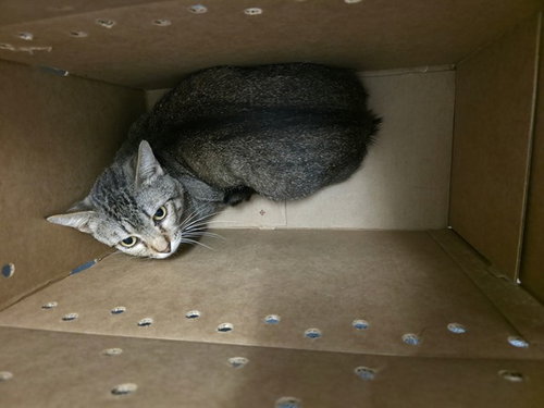 A453968, Adult Domestic Short Hair (medium coat), cat for adoption in Clarksville, Tennessee