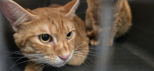 DESIE, Adult Domestic Short Hair (medium coat), cat for adoption in Clarksville, Tennessee