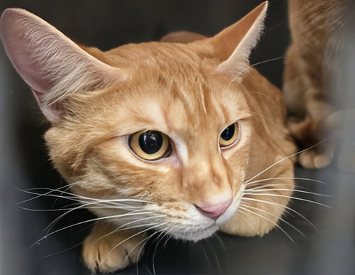 DESIE, an adoptable Domestic Short Hair in Nashville, TN