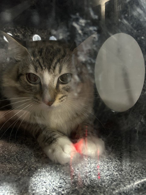 MOUSE, Adult Domestic Short Hair (medium coat), cat for adoption in Nashville, Tennessee
