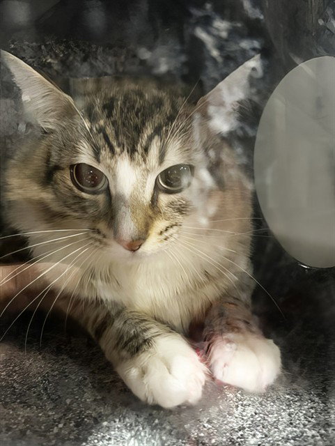MOUSE, an adoptable Domestic Short Hair in Nashville, TN