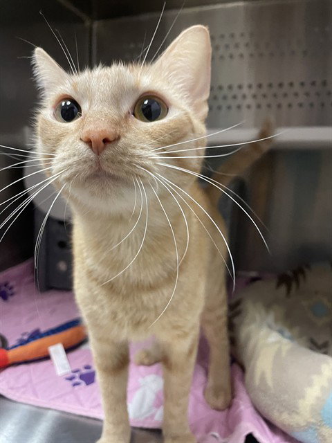 UNICORN, an adoptable Domestic Short Hair in Nashville, TN