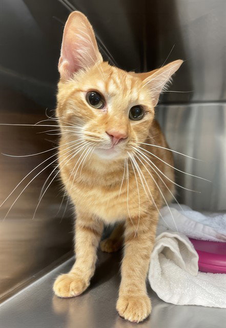 ROWDY, an adoptable Domestic Short Hair in Nashville, TN