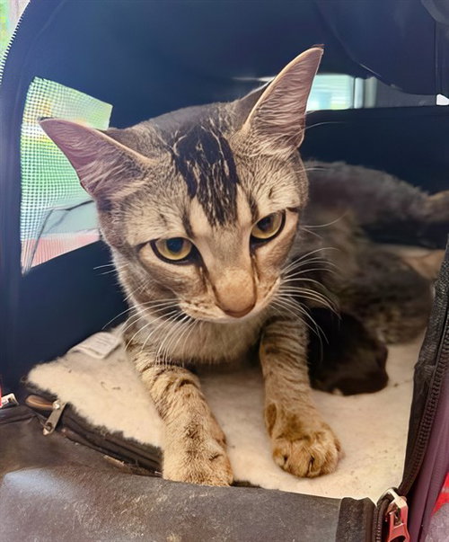 MISS HONEY, an adoptable Domestic Short Hair in Nashville, TN