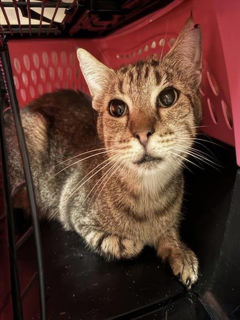 LEONARD, an adoptable Domestic Short Hair in Nashville, TN
