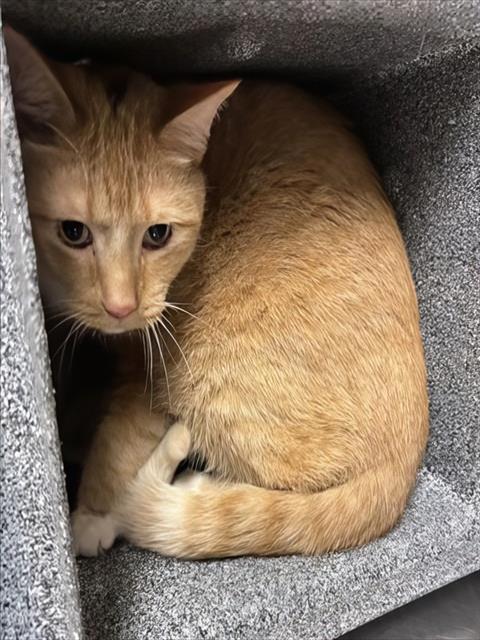 CATERPILLAR, an adoptable Domestic Short Hair in Nashville, TN