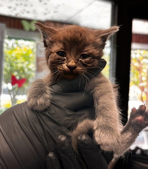 LADY BUG, an adoptable Domestic Short Hair in Nashville, TN
