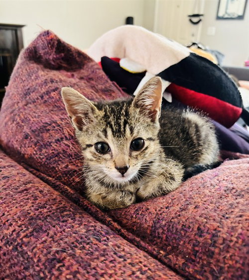 Freddie Purrcury