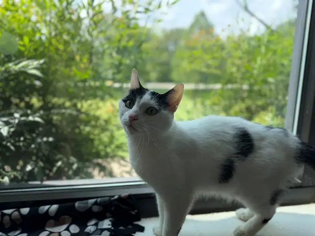 Petey Pie - Domestic Short Hair